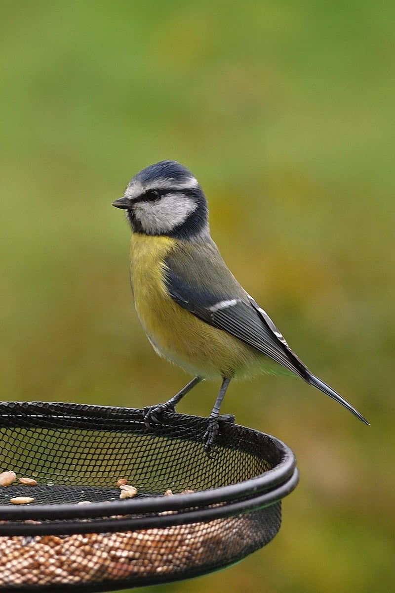 Upcycled Bird Feeder